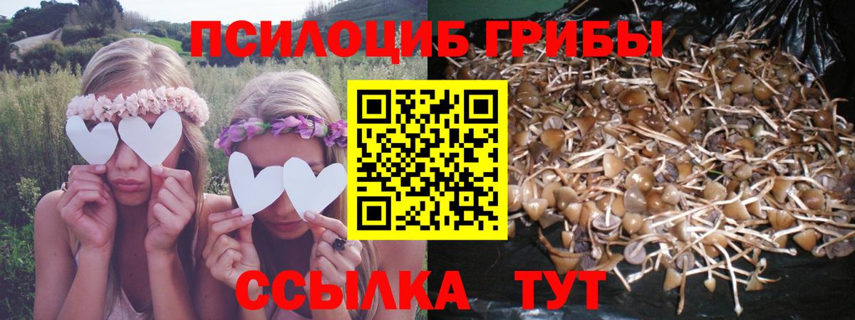 Псилоцибиновые грибы Psilocybe  купить  сайты  Пенза  Вход с VPN 